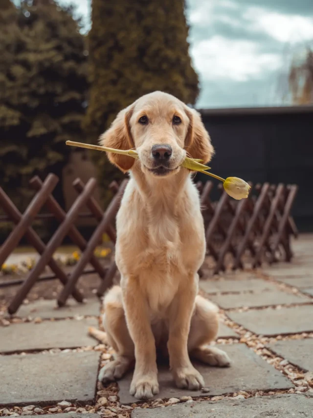 These 3 Zodiac Signs Have Golden Retriever Energy